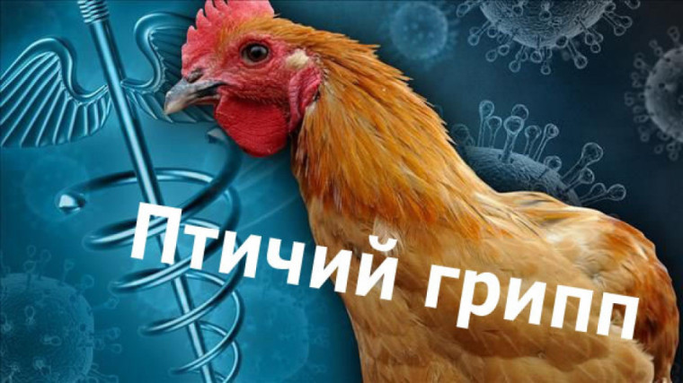 Грипп птиц. Грипп птиц.